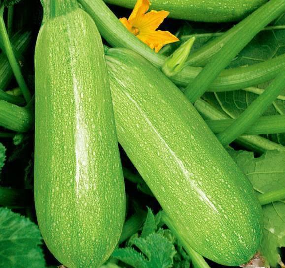 网红瓜太熟可以吃吗视频,口感与营养大揭秘 第3张 网红瓜太熟可以吃吗视频,口感与营养大揭秘 第3张